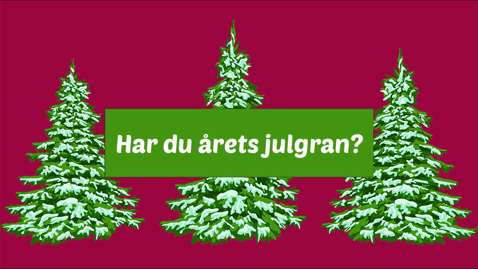 Illustration av tre granar med snö på mot röd bakgrund och texten Har du årets julgran?